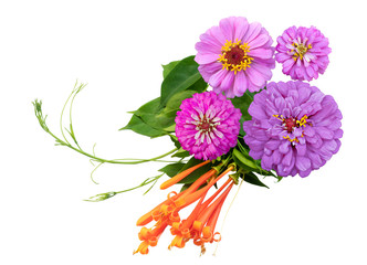 Orange flowers Isolated on White Background.