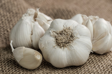 Knollen und Zehen von Knoblauch (lat. Allium sativum)