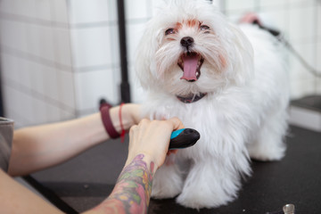 Female groomer combing fur of a cute while little dog