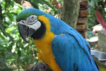 blue and gold macaw