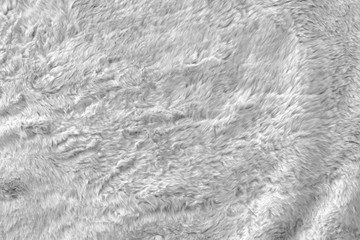 White real wool with a white top texture background, light natural sheep  wool, white seamless cotton, fluffy fur texture for designers, close-up white wool rug