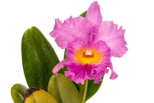 Brassolaeliocattleya Pink Empress beautiful pink orchid, gift, mother's day, valentines day, birthday, March 8