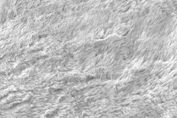 White real wool with a white top texture background, light natural sheep  wool, white seamless cotton, fluffy fur texture for designers, close-up white wool rug