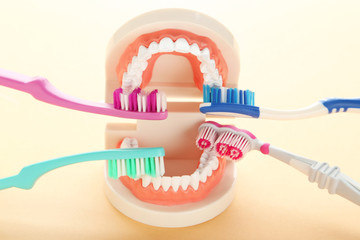 Teeth model with toothbrushes on beige background