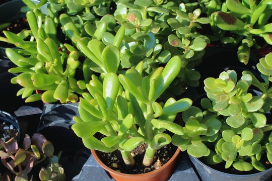 Succulents in a gardening center supermarket, a choice of green houseplants on the shelf.  Trendy crassula plant with oval thick leaves to add to hipster interior design.