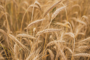 Wheat crop field. Ears of golden wheat close up