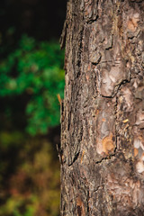 Texture of a Big Tree in a Park in Tallinn, Estonia