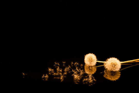 Fleurs de pissenlit avec reflet sur fond noir.