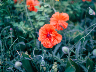 Fototapeta premium Meadow with wild red poppies