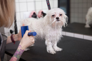 Funny small white dog looking sleepy while professional groomer brushing its fur