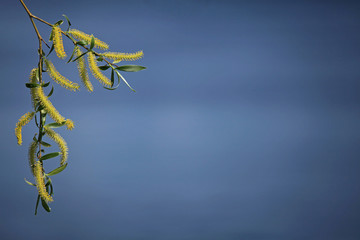 Blooming willow twig and furry willow-catkins, so called "seals" or "cats" over the pond. Palm Sunday. Willow (Sálix acutifólia) is national symbol of Ukraine. Blank for inscription and postcard