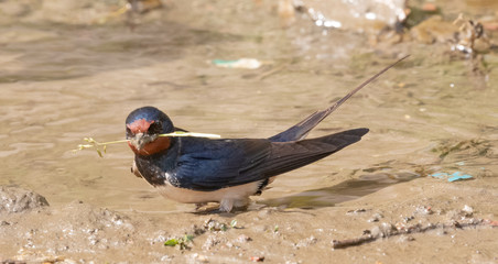 Wire tailed swallow bird with nesting material