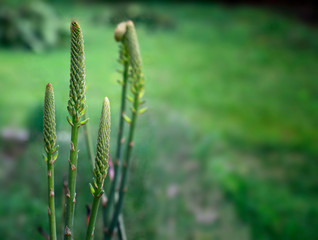 Fototapeta na wymiar Close up of natural Aloe Vera bloom. Selective focus. Rare Aloe Vera bud on green natural background