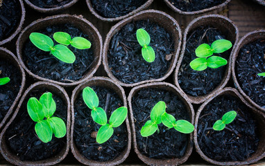 Home gardening. New organic cucumber sprouts in peat pots  ready to be planted.