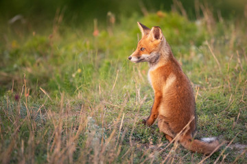 Naklejka na ściany i meble A young red Fox in a beautiful light close up. Vulpes vulpes