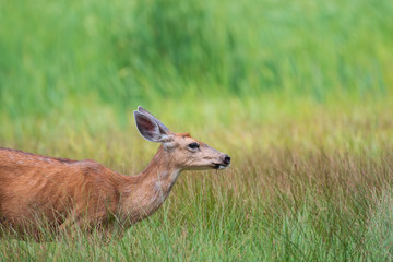 Skinny deer grazing in a meadow of tall grass ribs showing