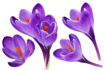 Collection of crocus flowers isolated on white background