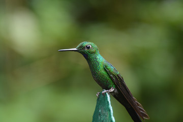Colibri
