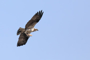 Osprey is large bird of prey