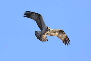 Osprey is large bird of prey