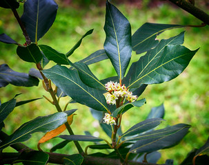 Blooming bay tree. Bay leaves with blossom flowers, spring blooming. 