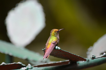 Colibri