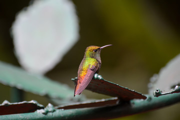 Colibri