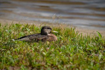 Young wild duck sleeping on lake coast sunny day