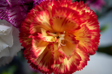 closeup of mini carnation