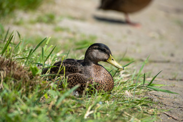 Young wild duck sleeping on lake coast sunny day