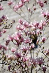 fleurs de magnolia au printemps 