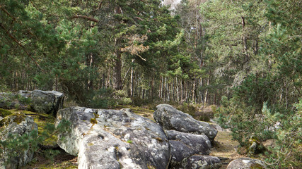 Fototapeta na wymiar Rochers de la Forêt de Fontainebleau, dans le département de la Seine-et-Marne en France