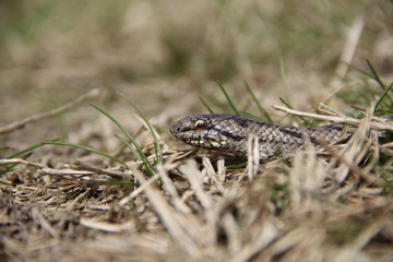 Smooth snake head close up