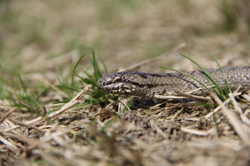 Smooth snake head close up