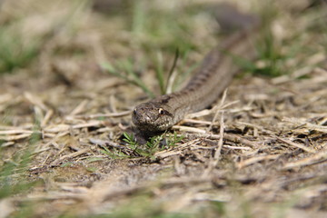 Smooth snake head close up