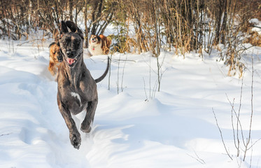 Great Dane goofy face while out playing with the farm dogs in winter
