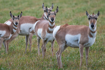 Herd of Pronghorns outside of Grand Teton National Park in Wyoming, USA