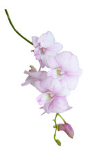 Beautiful orchid flower with isolated on white background and natural background. Bouquet of purple, pink and white.