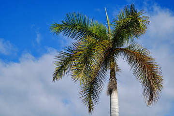 A palm tree with blue sky as background on a sunny day with some clouds
