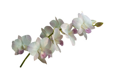 Beautiful orchid flower with isolated on white background and natural background.  Bouquet of purple, pink and white.