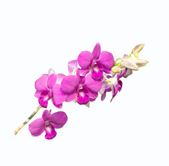 Beautiful orchid flower with isolated on white background and natural background.  Bouquet of purple, pink and white.