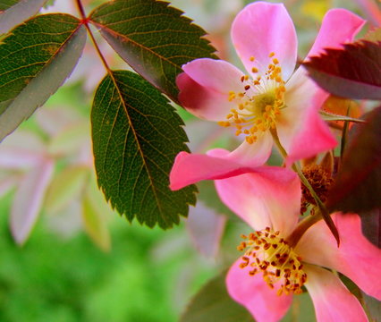 Alberta Wild Rose Flower  In Summer