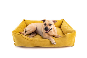 The brown dog lies on a yellow dog sofa. Isolated white background.