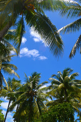 Fototapeta na wymiar palms, beach, ocean, sky, tropical