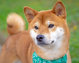 Shiba