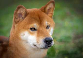 Shiba