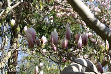 chinese magnolia
