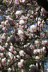 chinese magnolia