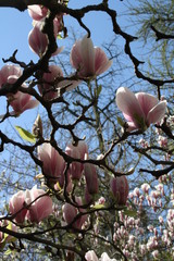 Сhinese magnolia