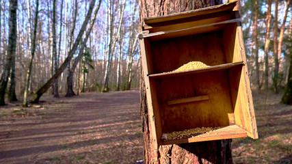 homemade bird feed in moscow